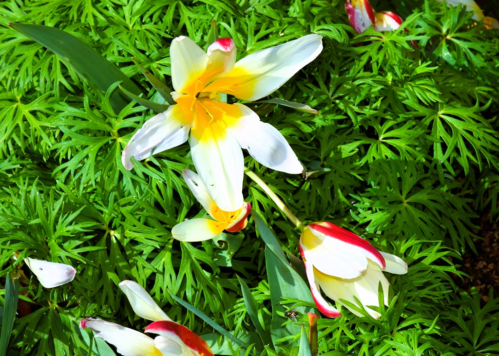 Fleur de tulipe vue de près, blanche avec le cœur jaune