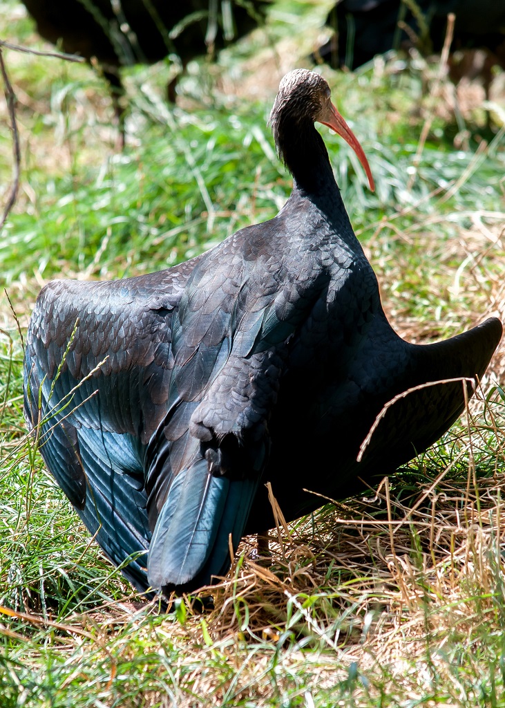 ibis chauve, de dos, les ailes à moitié déployées, prenant le soleil
