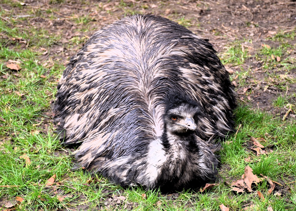 émeu de trois quarts face, couché sur l'herbe