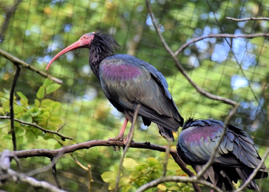 Ibis chauve perché sur ne branche, de profil