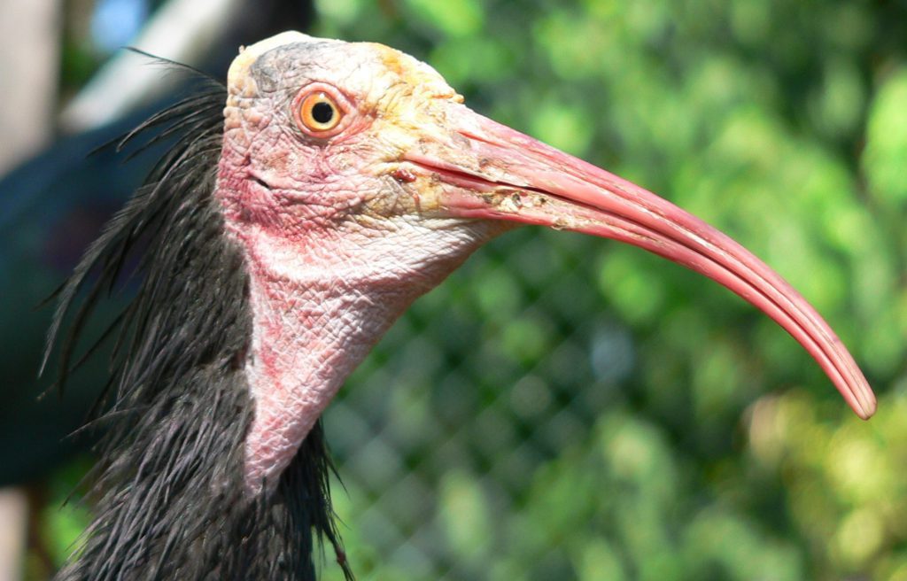 Tête d'ibis chauve vue de près