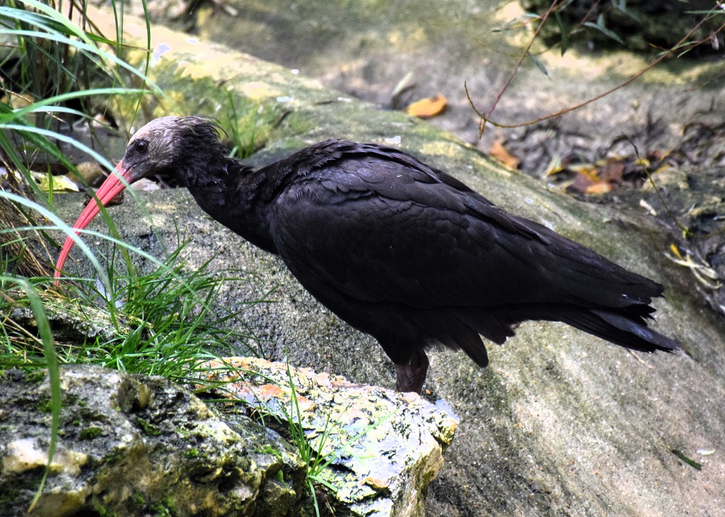 Jeune ibis de taille adulte, mais on voit encore le duvet sur le crâne