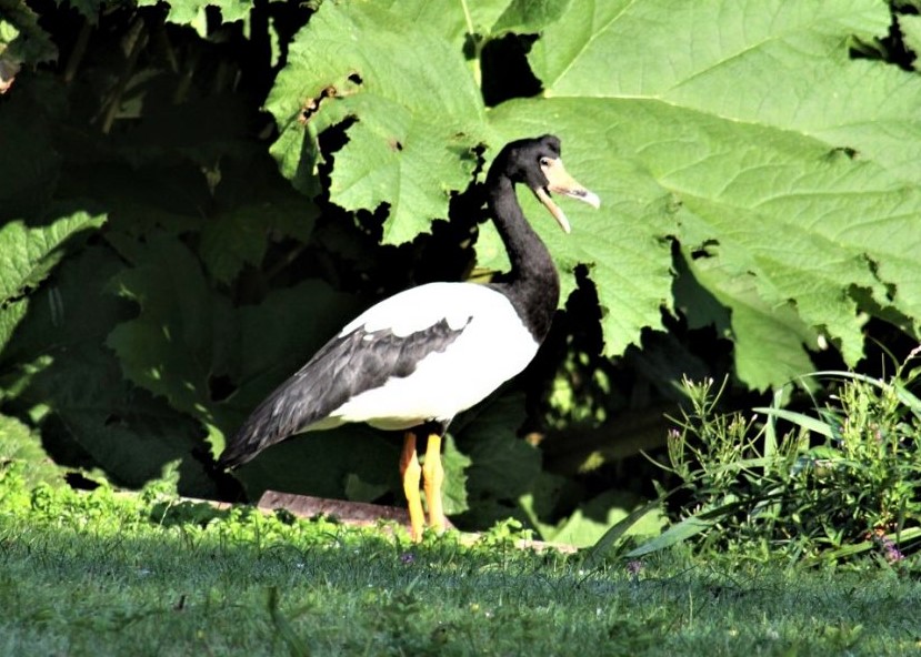 oie-pie debout dans l'herbe, de profil, devant un pied de gunnera