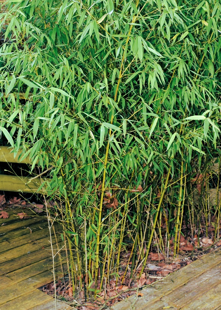 pied de bambou doré, avec tiges et feuilles