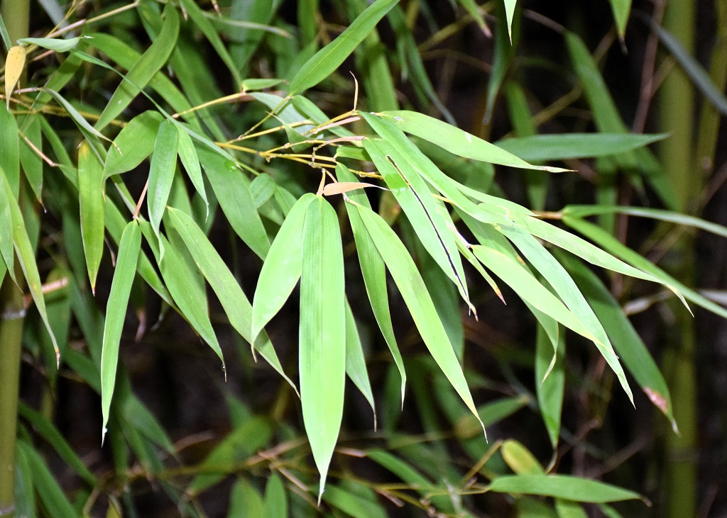 feuilles de bambou doré