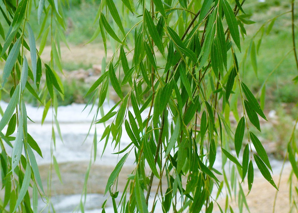 branches et feuilles de saule pleureur, vues de près