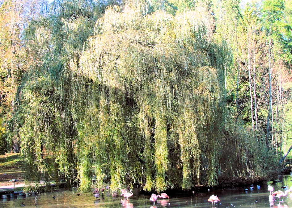 saule pleureur vu de loin, au bout de l'île, avec une partie du lac en premier plan