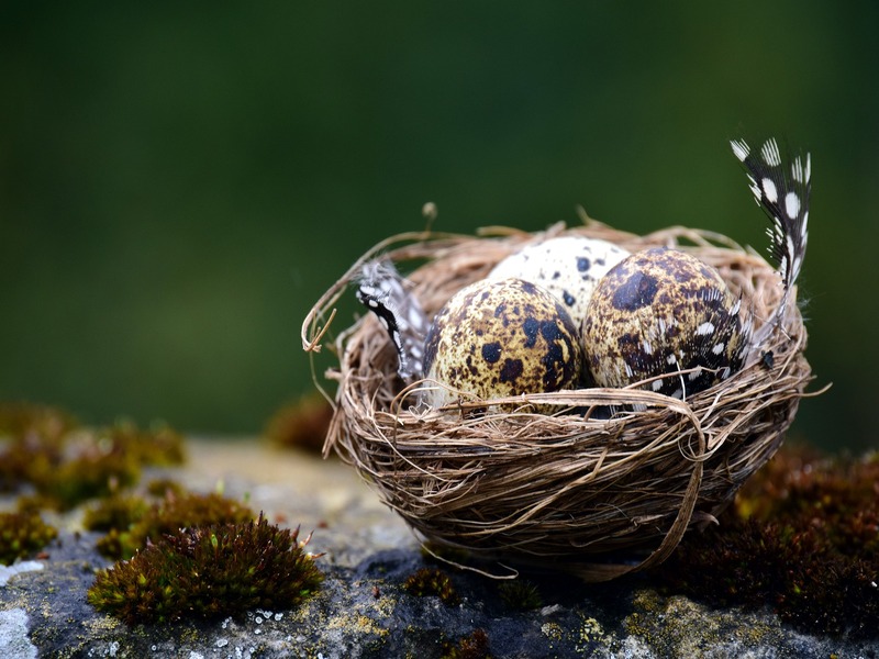 photo d'un œuf beige tacheté dans un nid de brindilles