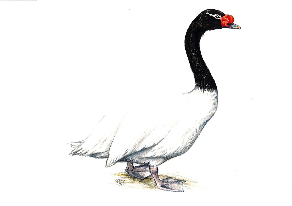 Dessin naturaliste d'un cygne à col noir