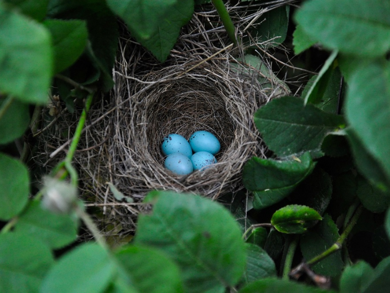 photo d'un nid fait de brindilles, avec 4 œufs bleus dedans