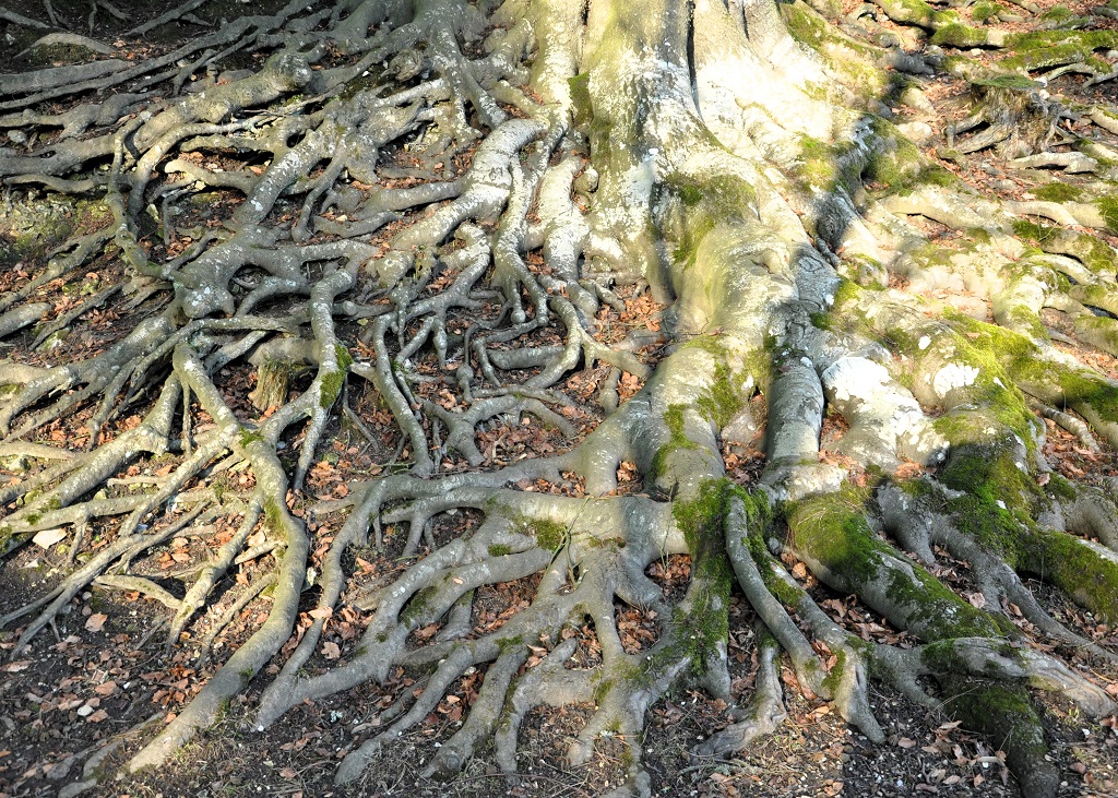 racines de hêtre commun