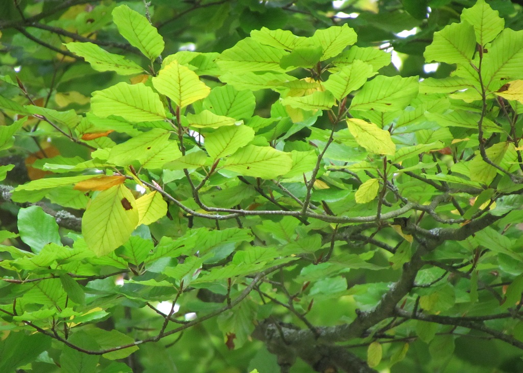 feuilles de hêtre commun