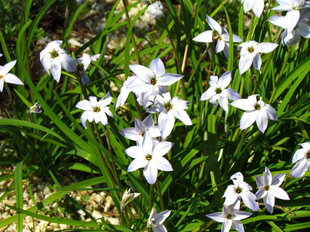 Buisson d'ipheions en fleurs