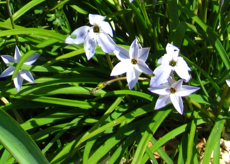 fleurs d'ipheion vues de près