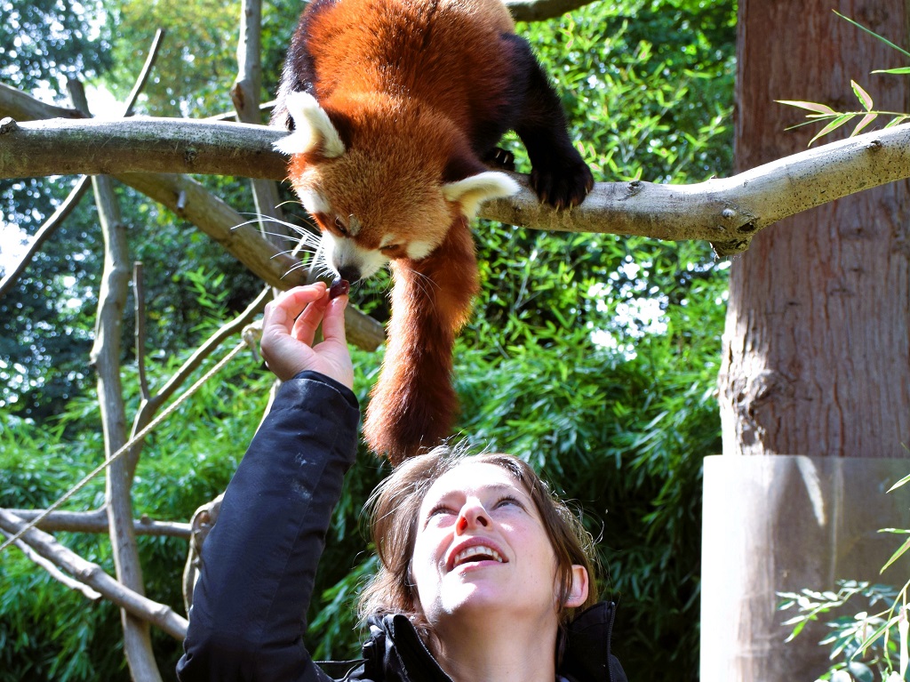 photo d'une soigneuse donnant à manger à un panda roux