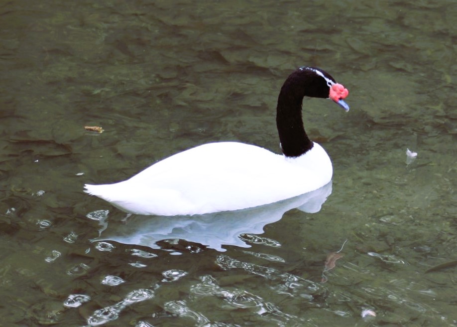 cygne à col noir nageant dans l'eau, de profil, vers la droite