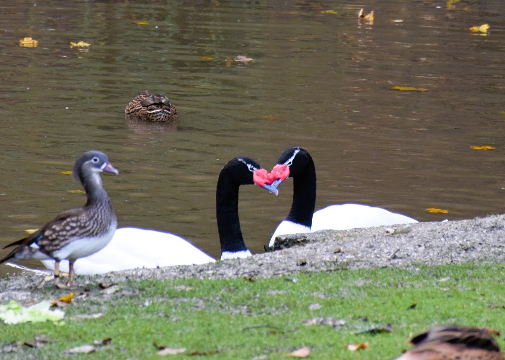 couple de cygnes à col noir sur l'eau, l'un en face de l'autre, leur tête se touchant presque