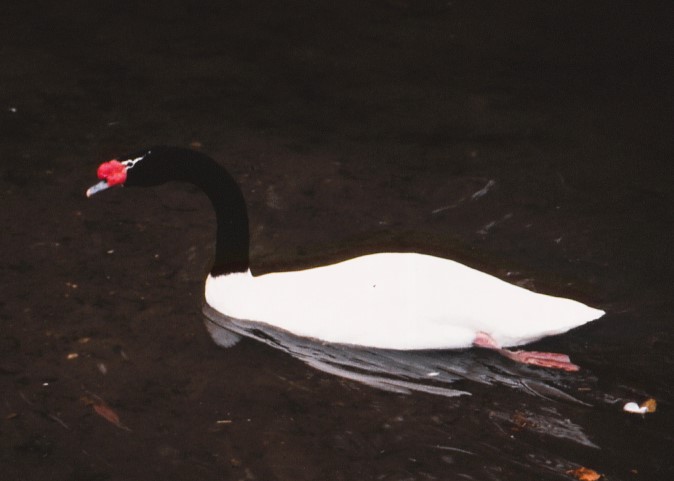 cygne à col noir de profil, nageant vers la gauche