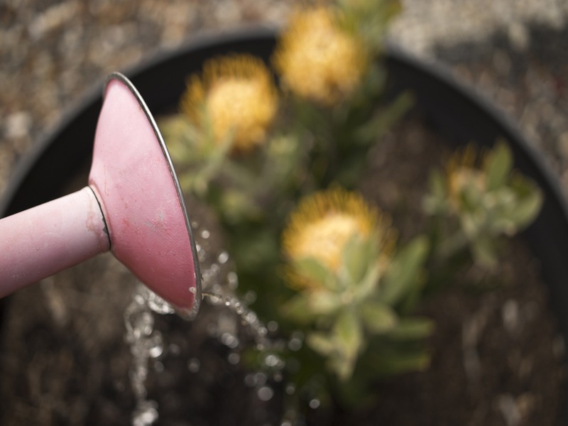 photo d'un pot de fleurs en train d'être arrosé