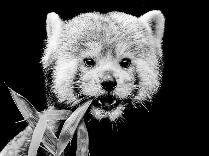 Photo en noir et blanc d'un panda roux, prix en gros plan, en train de manger une feuille de bambou