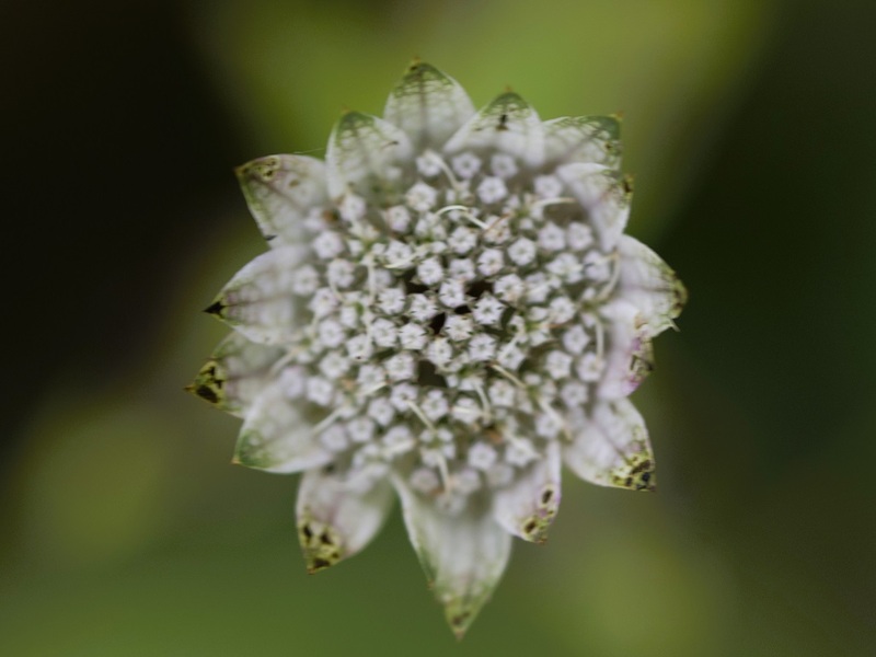 Fleur prise en gros plan