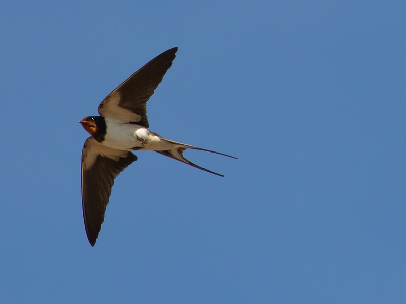 photo d'une hirondelle en plein vol