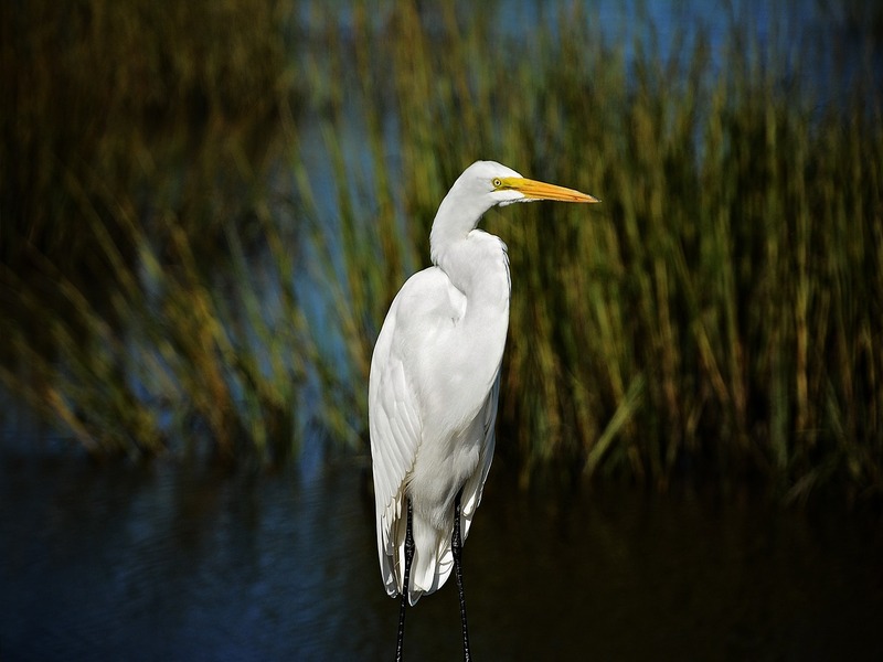 photo d'une aigrette