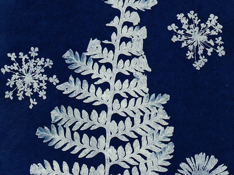 cyanotype de motifs végétaux