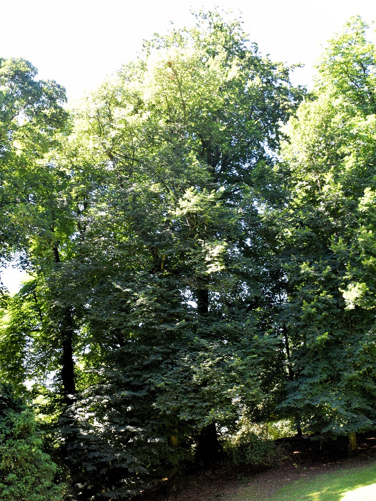 Tilleul à grandes feuilles en pied