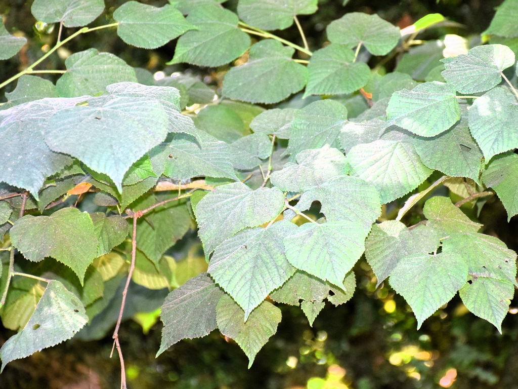 Feuilles de tilleul à grandes feuilles