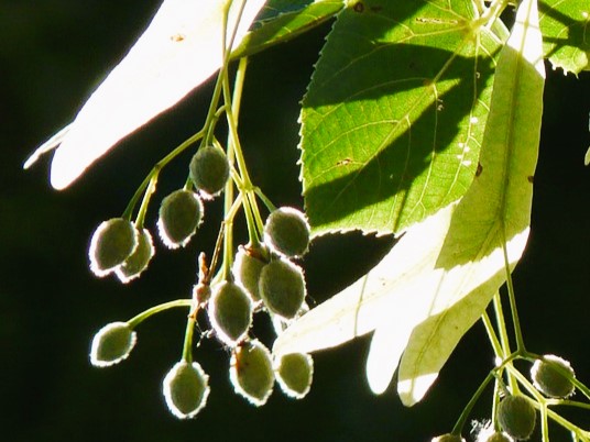 Fruits de tilleul à grandes feuilles