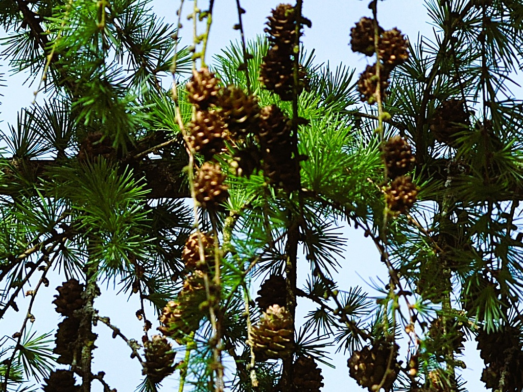 aiguilles et pommes de mélèze