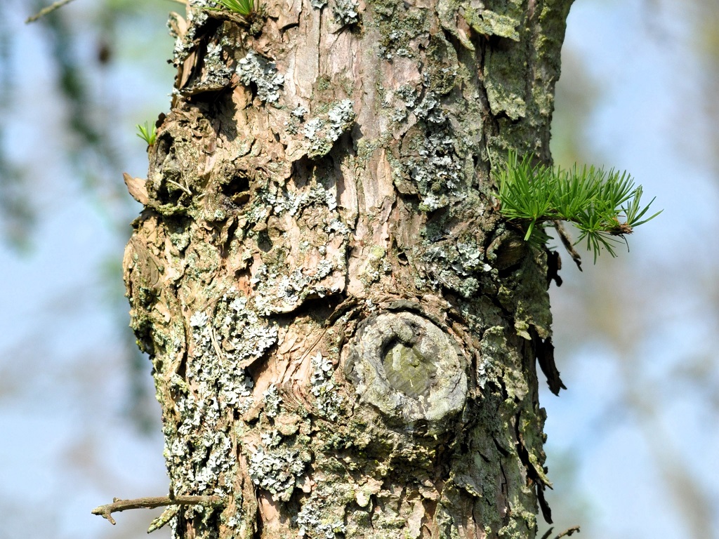 Tronc de mélèze