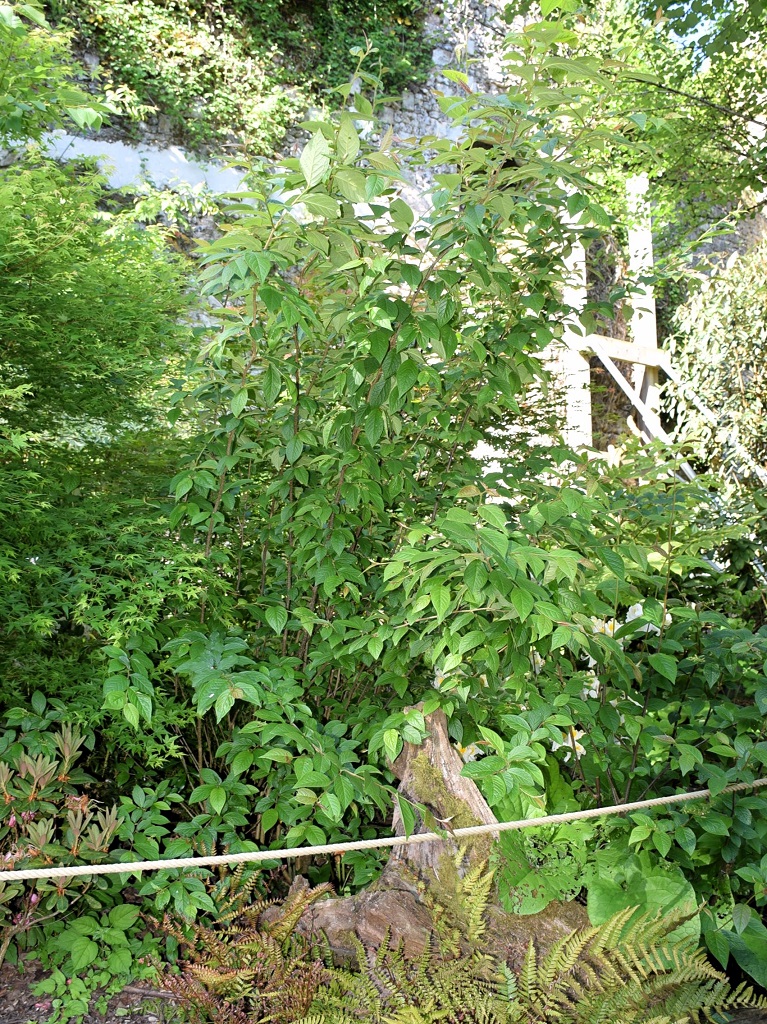 arbuste de cotoneaster bullatus