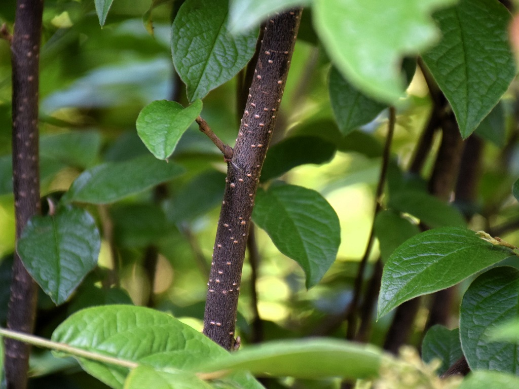 écorce de Cotoneaster bullatus