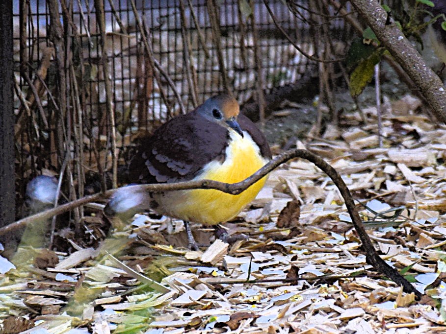 Gallicolombe à poitrine d'or de trois quarts face, posée sur l'écosol.