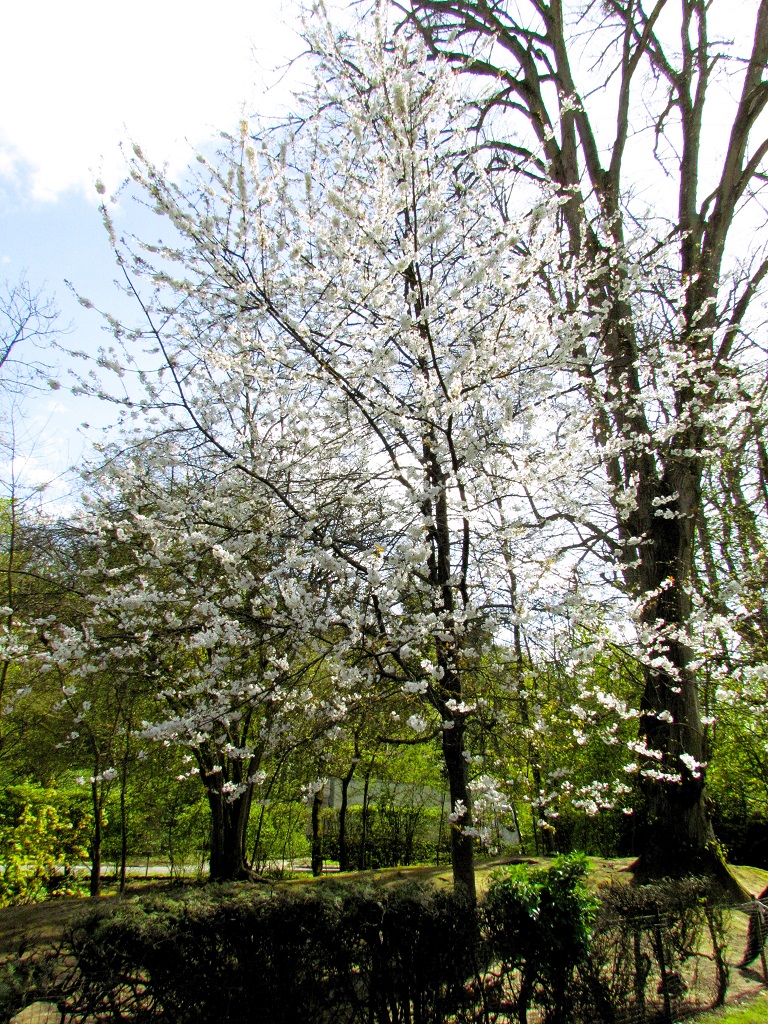 Merisier en fleurs