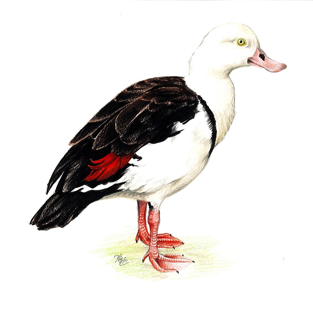 Dessin naturaliste d'un tadorne radjah