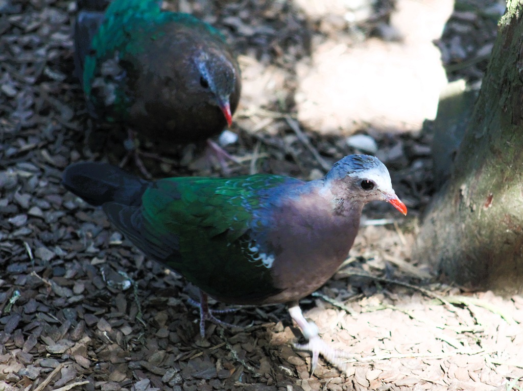 Couple de colombines turverts, marchant sur l'écorce
