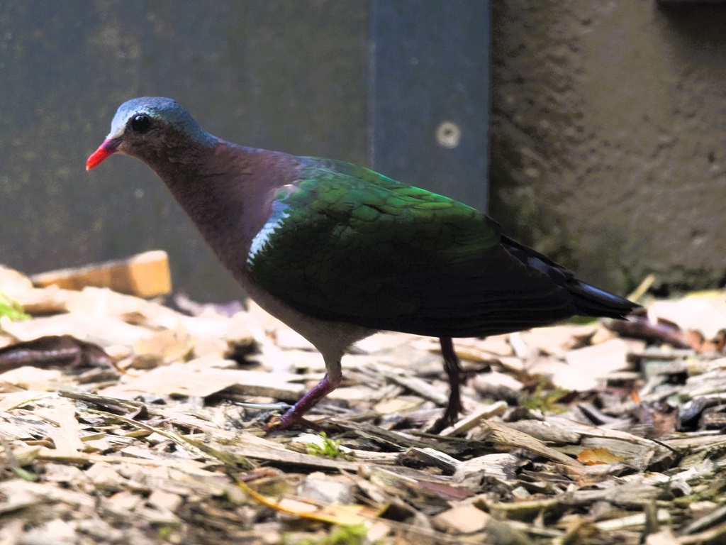Colombine turvert de profil, marchant au sol