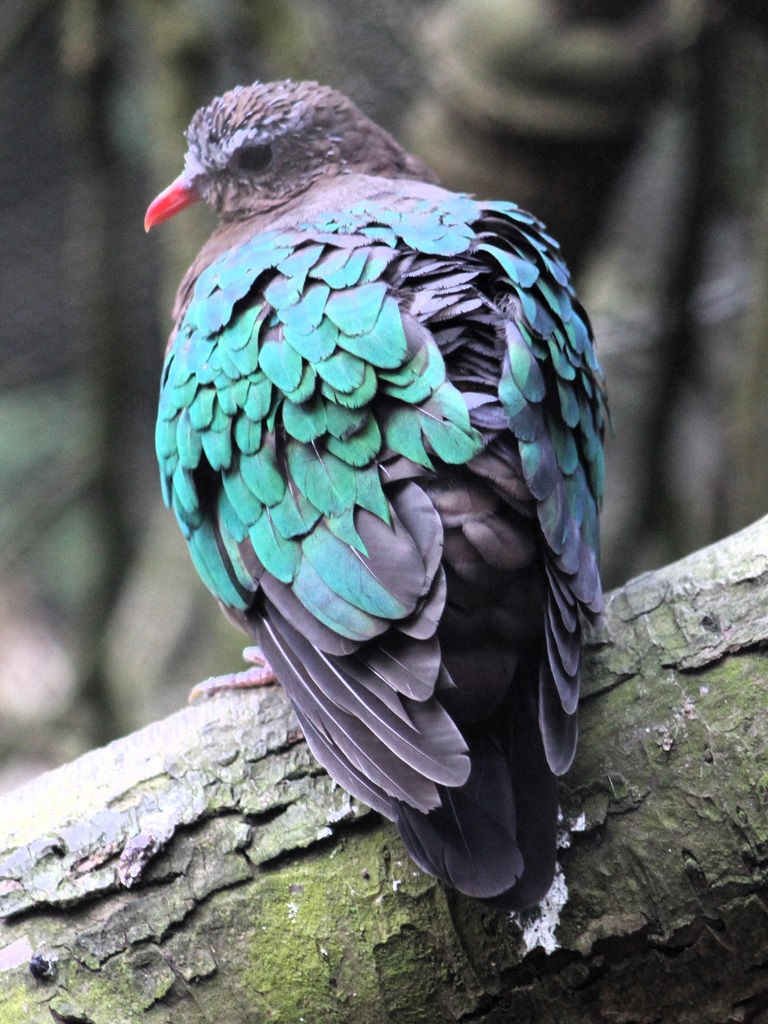 Colombine turvert de dos, perchée sur une branche