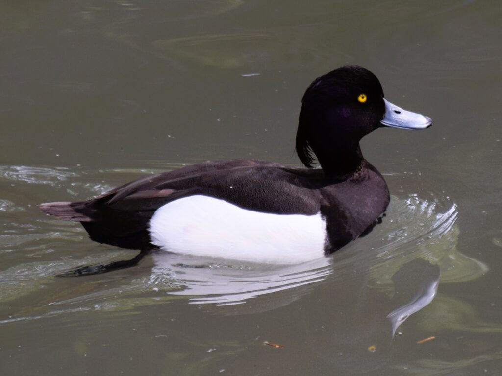 Mâle fuligule morillon de profil, barbotant dans l'eau