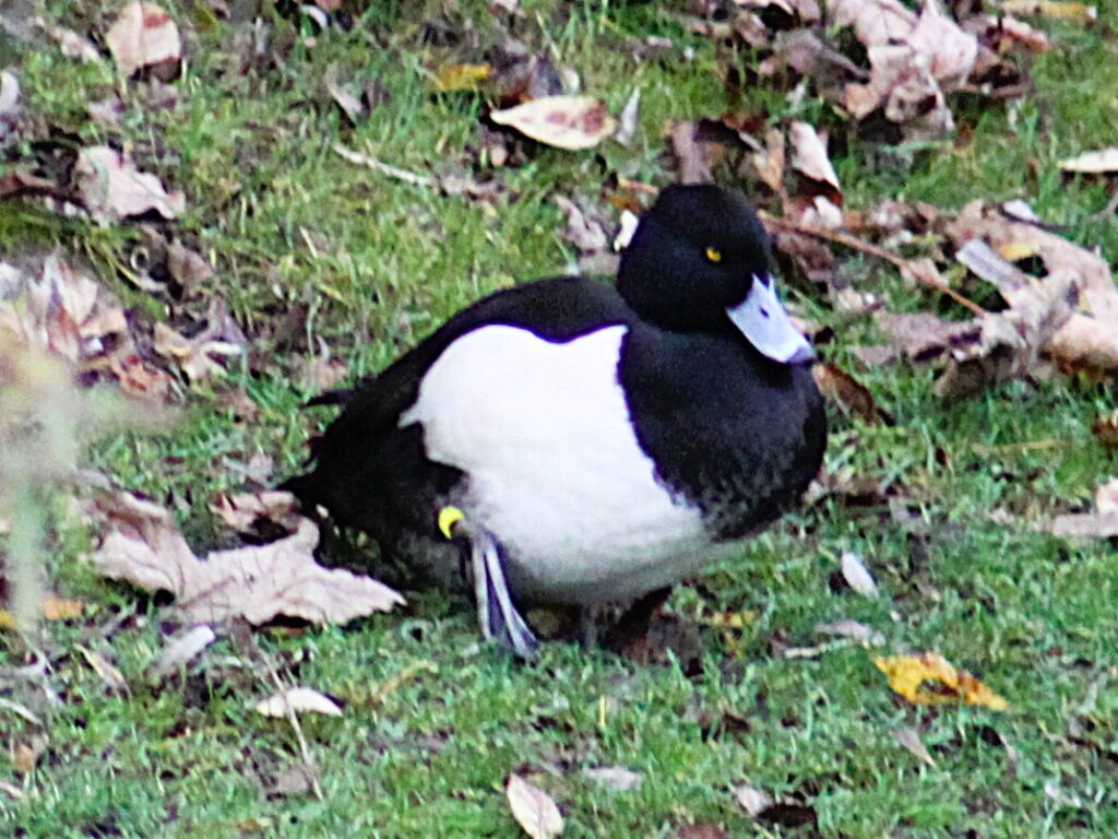 Mâle fuligule morillon de trois quarts face, debout sur l'herbe