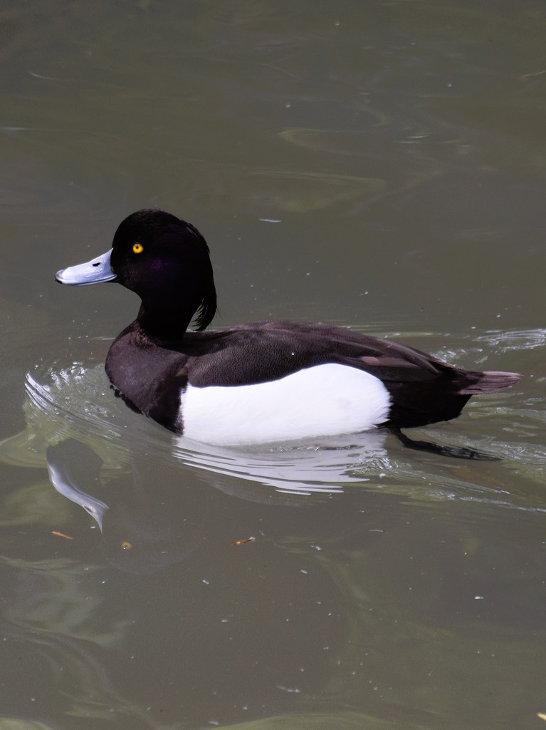 Mâle fuligule morillon sur l'eau, de profil