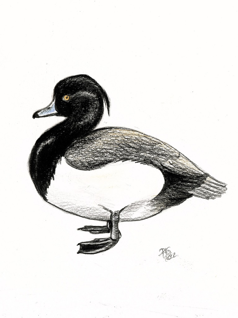 Dessin naturaliste d'un fuligule morillon