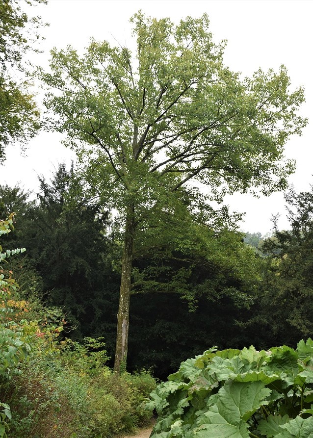 Peuplier baumier en pied