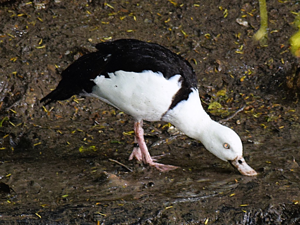 tadorne radjah debout sur la berge, fouillant l'eau, du bout du bec.