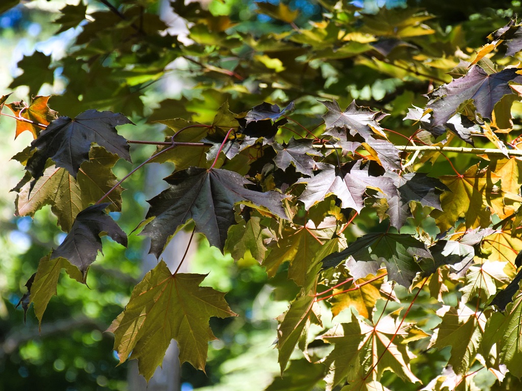feuilles d'érable pourpre