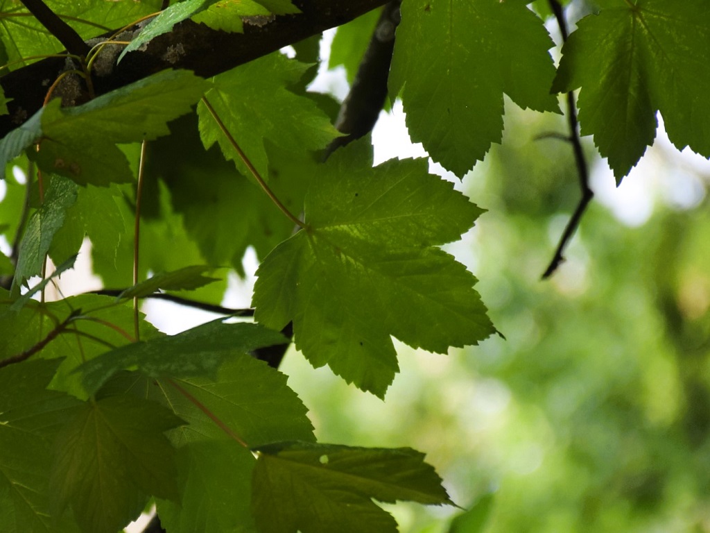 feuilles d'érable sycomore