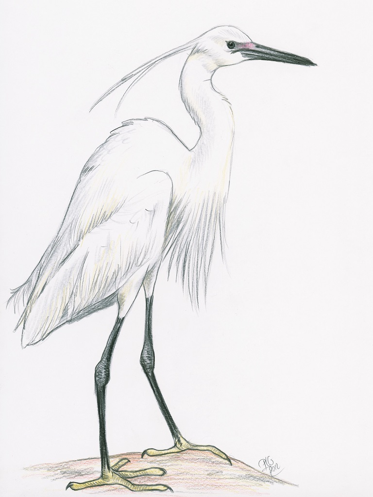 Dessin naturaliste d'une aigrette garzette